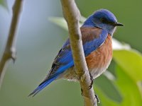 BlueBird2.jpg