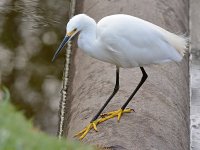 Egret2.jpg