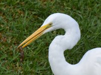 Egret8.jpg