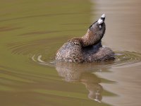 Grebe5.jpg