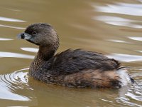 Grebe2.jpg