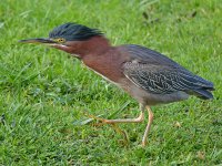 Heron5.jpg