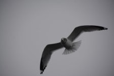 DSC_3409.jpg