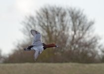 DSC_3953.jpg