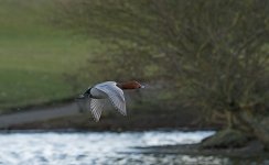 DSC_3954.jpg