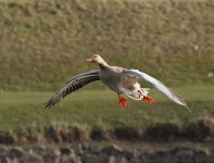 DSC_3943.jpg