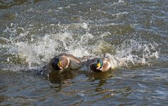 DSC_3930.jpg