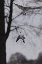 DSC_4457.jpg