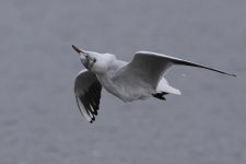 DSC_4444.jpg