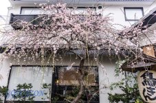 Sakura.jpg