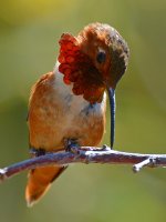 Hummer2.jpg