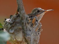 Hummer15.jpg