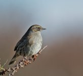 DSC_3996.jpg