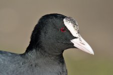 DSC_4029.jpg