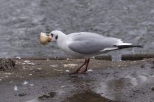DSC_4412.jpg