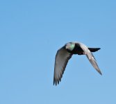DSC_4040.jpg
