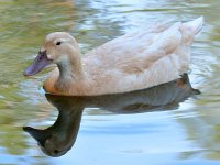 Duck4.jpg