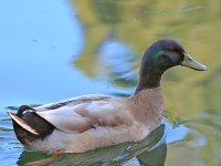 Duck2.jpg