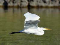 Egret5.jpg