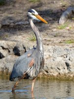 Heron7.jpg