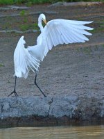 Egret6.jpg