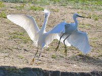Egret10.jpg