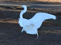 Egret11.jpg