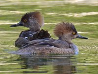 Merganser2.jpg
