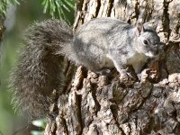 Squirrel2.jpg