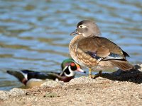 WoodDuck2.jpg