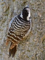 Woodpecker8.jpg