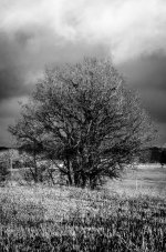 20150226-Tree in stormy weather.jpg