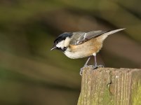 coal tit.jpg