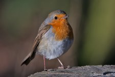 DSC_4209.jpg