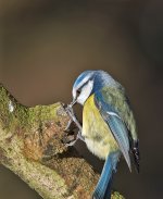 DSC_4291.jpg