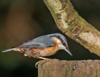 DSC_4332.jpg