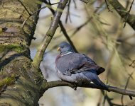 DSC_4377.jpg