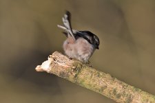 DSC_4235.jpg
