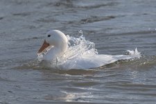 DSC_4582.jpg