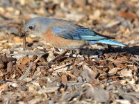 Bluebird6.jpg