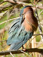 Heron.jpg