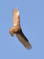 Vulture2.jpg