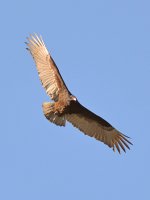 Vulture.jpg