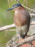 Heron4.jpg