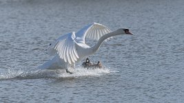 DSC_4756-1.jpg