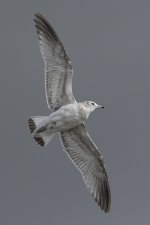 DSC_4853.jpg