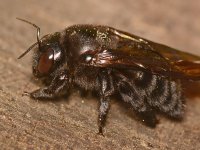 Bee2.jpg