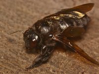 Bee3.jpg