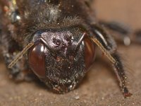 Bee5.jpg