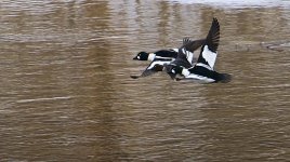 DSC_7063.jpg